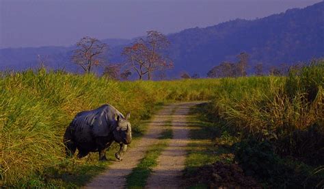 20 Enchanting National Parks In India You Must Visit Wildlife In India