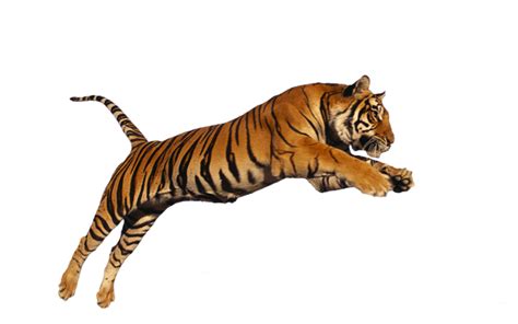 Tiger Jumping Psd Official Psds Tiger Tiger Art Wild Cats