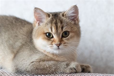 Premium Photo British Shorthair Cat Golden Chinchilla