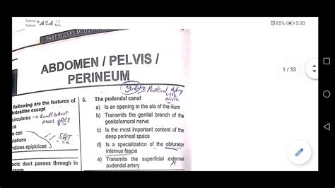 Abdomen Pelvis Past Paper Mcqs 🌹 Youtube