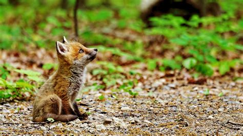 Red Fox Cub Nature Animals Baby Animals Fox Hd Wallpaper