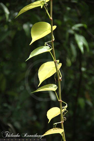 Sri Lanka Kanneliya Low Land Rain Forest