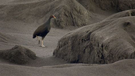 Volcano Birds Bury Their Eggs Near A Volcano And Leave Them The Eggs