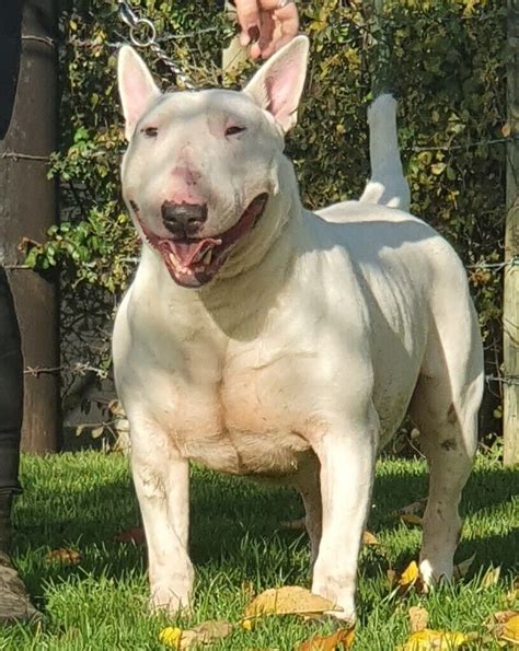 29 English Bull Terrier Dogs Image Bleumoonproductions