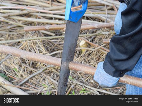 Cómo descargar wasap gratis (android, iphone, windows phone, nokia, blackberry y más). Imagen y foto Sawing Hand Saw (prueba gratis) | Bigstock