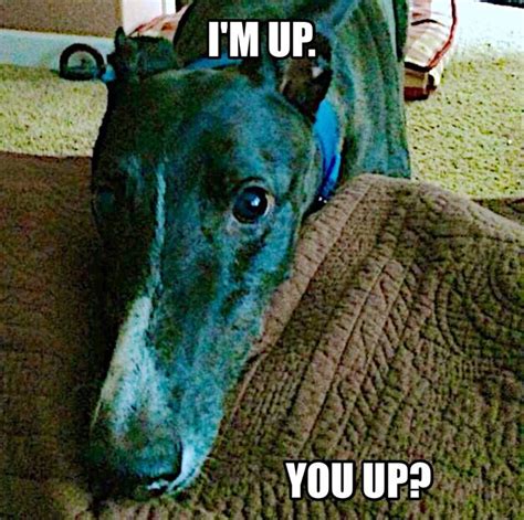 Wakey Wakey Greyhound Animals Memes