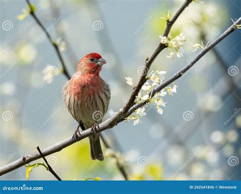 Cute Finch Bird On A Branch Of A Blooming Tree Stock Photo Image Of