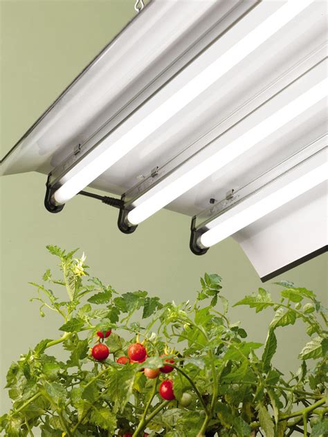 Fluorescent cfl bulbs are highly used and quite favored by many gardeners to grow plants indoors when the natural light source is just not enough. High Intensity Grow Light Fixture with three T5 Bulbs ...