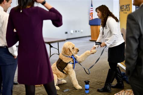 Therapy dogs visit stressed Congressional staffers at impeachment hearings
