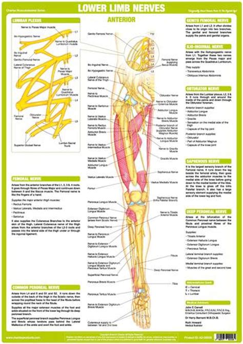 M6040 Lower Limb Nerves Anterior Podiacare Ltd