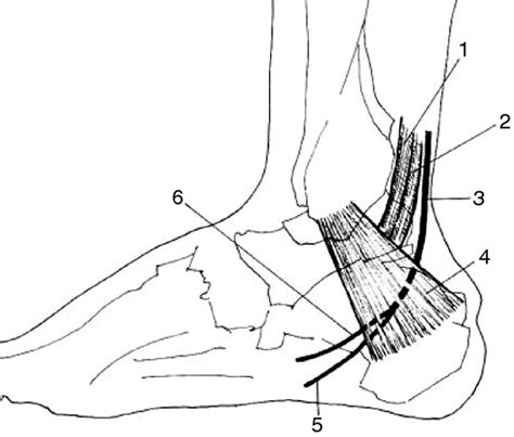 Medial And Lateral Plantar Nerve Entrapment Musculoskeletal And