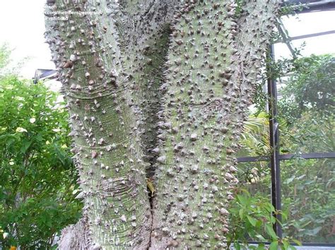 Plantfiles Pictures Ceiba Species Floss Silk Tree Ceiba