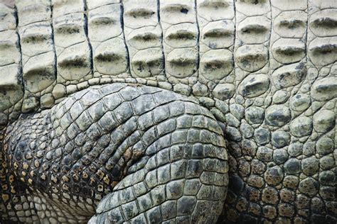 Ron Chapple Croc Texture Crocodile Skin Crocodile Scaly Skin