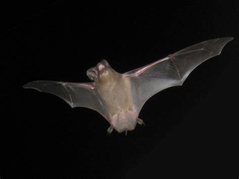 Bat Photograph 008 A Brazilian Freetail Bat Mid Flight