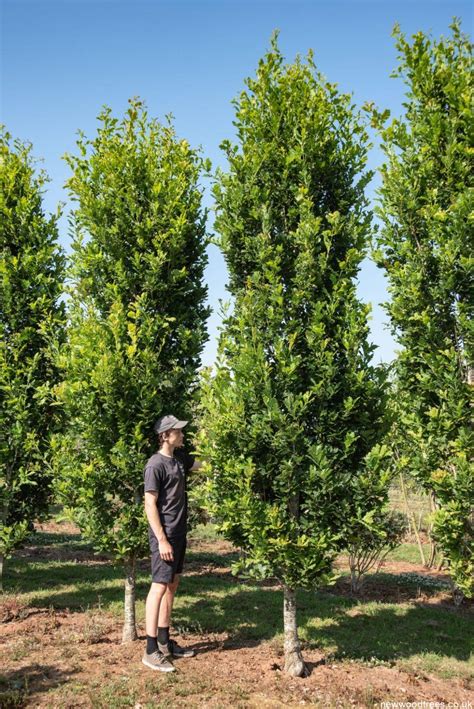 Quercus Robur Fastigiata Koster Cypress Oak New Wood Trees