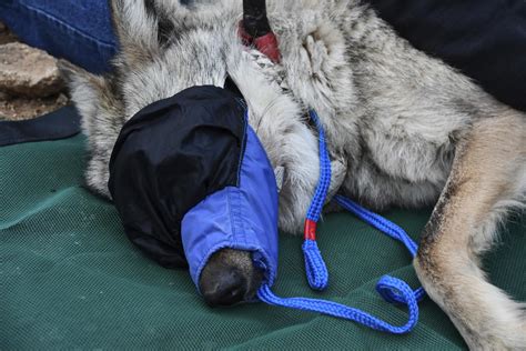 Female Mexican gray wolf released into wild in Arizona in move to help