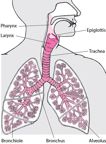 Overview Of The Respiratory System Lung And Airway Disorders Msd