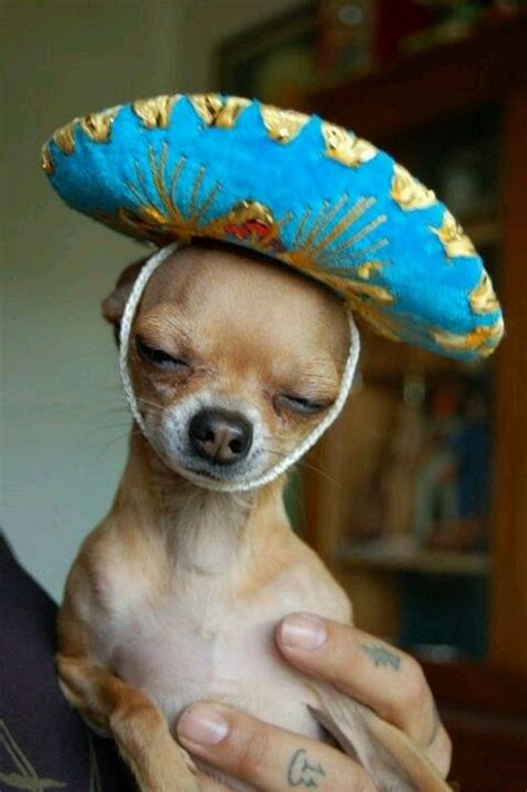 Chihuahua With Sombrero Meme Pets Lovers