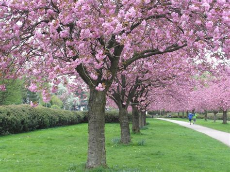 Confezione regalo in cartone come da immagine. La festa dei ciliegi in fiore sul Muro di Berlino ...