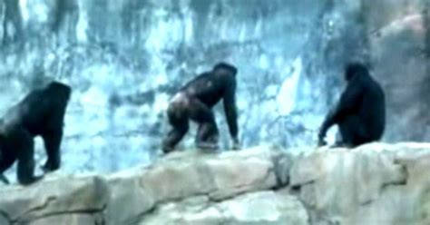 Patrons at zoo witness mauling death of baby chimp
