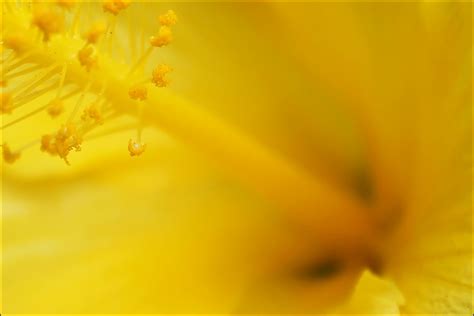 Daily Dose Of Imagery Yellow Pollen