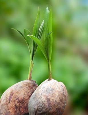 Generally, for coconut trees to produce fruit, they need a. What Is A Coconut? Is Coconut A Fruit? Is Coconut A Nut? A ...