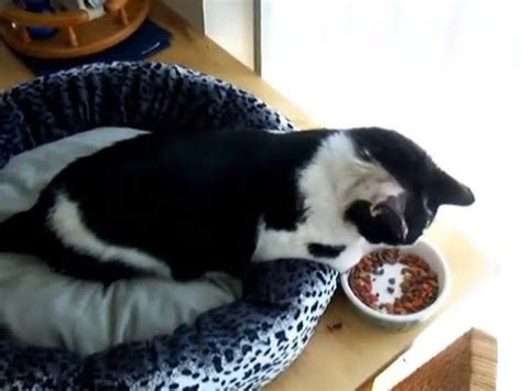 The swelling is due to blood vessels that the symptoms of an aural hematoma are obvious. luckycat's ear hematoma.wmv - YouTube