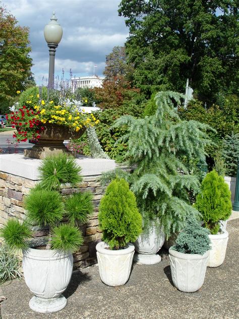 Flowering shrubs there is a huge variety of flowering shrubs. Garden Housecalls - Trees in Pots?
