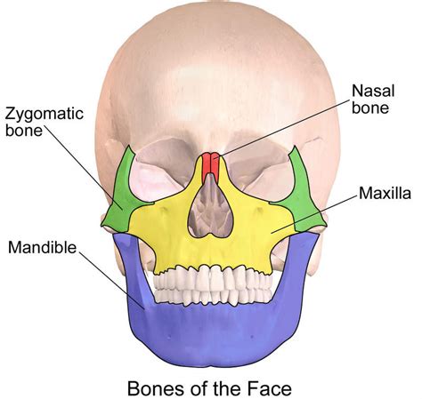 Face Injury And Bone Fractures From Car Accidents And More
