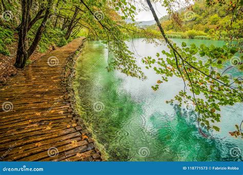 Deep Forest Stream Crystal Clear Water Stock Image Image Of Forest