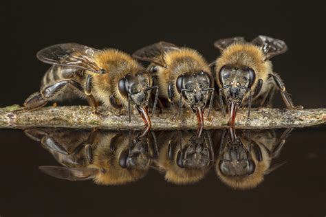 Wild Lebende Honigbienen Im Fokus Stadt Paderborn