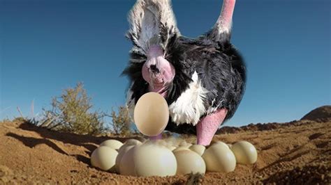 ostrich laying eggs