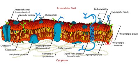 Download Biology Cell Diagram Royalty Free Vector Graphic Pixabay