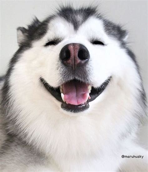 El Husky Siberiano Más Feliz Del Mundo ¡no Te Lo Puedes Perder