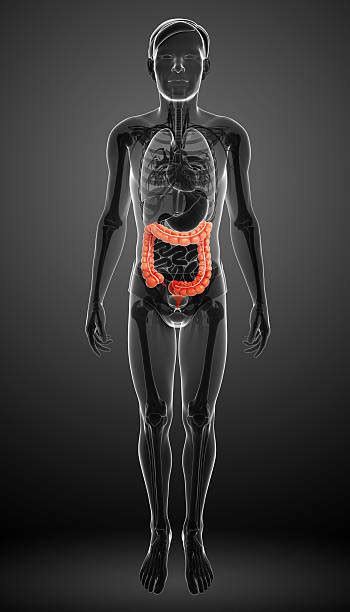 It crosses the abdomen from the ascending colon at the hepatic or right colic flexure with a downward convexity to the descending colon where it curves sharply on itself beneath the lower end of the spleen forming the splenic or left. Colon Transversum - Bilder und Stockfotos - iStock