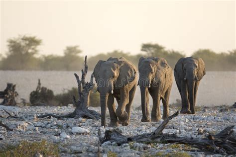 Three Walking African Elephants Stock Image Image Of Ears Animals