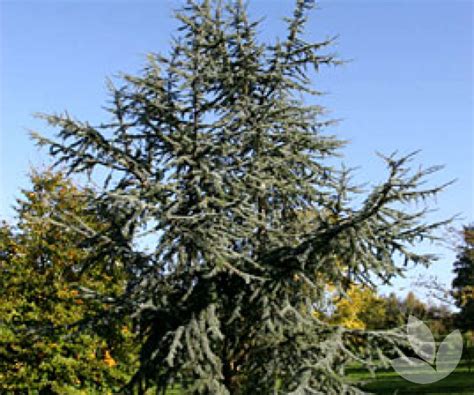 Cedrus Atlantica Glauca Blue Atlas Cedar Trees Speciality Trees