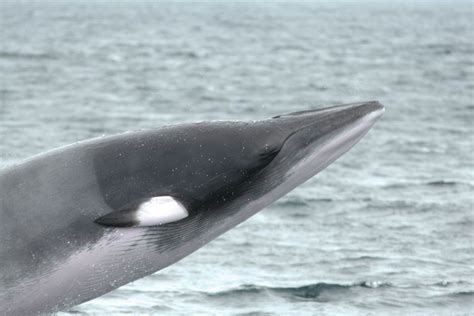 Atlantic and southern minke whale, that differ in size, morphology and area they inhabit. ORCA - Minke whale (Northern)