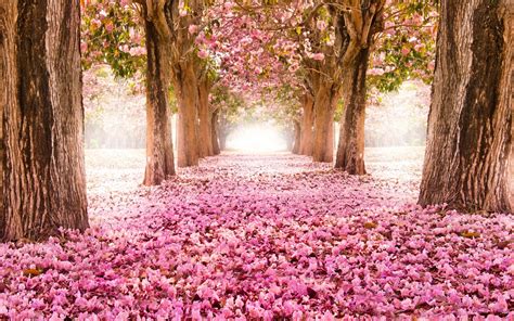 High Definition Nature Wallpapers With Falling Cherry Blossoms In