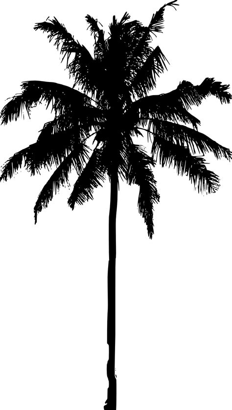 Palm tree png the meaning and symbolism the word palm. 20 Palm Tree Silhouette (PNG Transparent) Vol. 2 | OnlyGFX.com