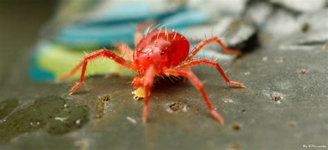 They are predatory mites, and useful in your garden. ~Red Spider Mite Predation~ | Well found out today what ...