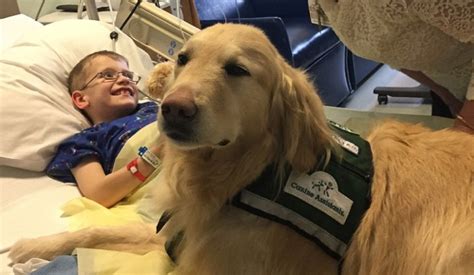 What The Difference Between A Service Dog Therapy Dog And