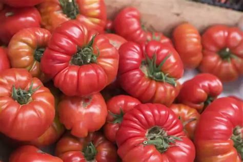 Heirloom Tomatoes Explained In Vanity Fairs Snobs Dictionary Video