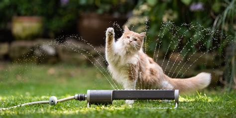 7 Cat Breeds That Actually Like Water