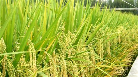 Cara Tanam Padi yang Betul dan Berkesan - Root of Science