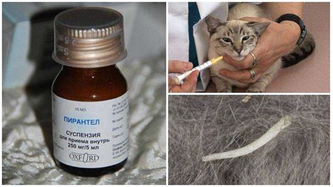 Best Antibiotic For Cat Scratch