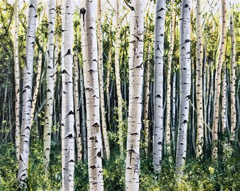 In north america, the aspen is referred to as quaking aspen or trembling aspen because the leaves quake or tremble in the wind. Free photo: Aspen Trees - Aspen, Nature, Tree - Free ...