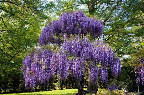 It also has pretty yellow fall foliage. rich colored Wisteria | Wisteria tree, Wisteria plant
