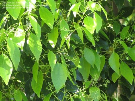 Camphor (/ˈkæmfər/) is a waxy, flammable, transparent solid with a strong aroma. PlantFiles Pictures: Camphor Tree, Camphor Laurel ...
