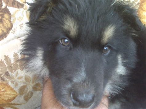 Most pounds have cheap adoption prices for puppies and even hold free weekends where adoptions are. wolf husky puppies FOR SALE ADOPTION from mansfield Ohio ...